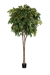 longifolia-2600
